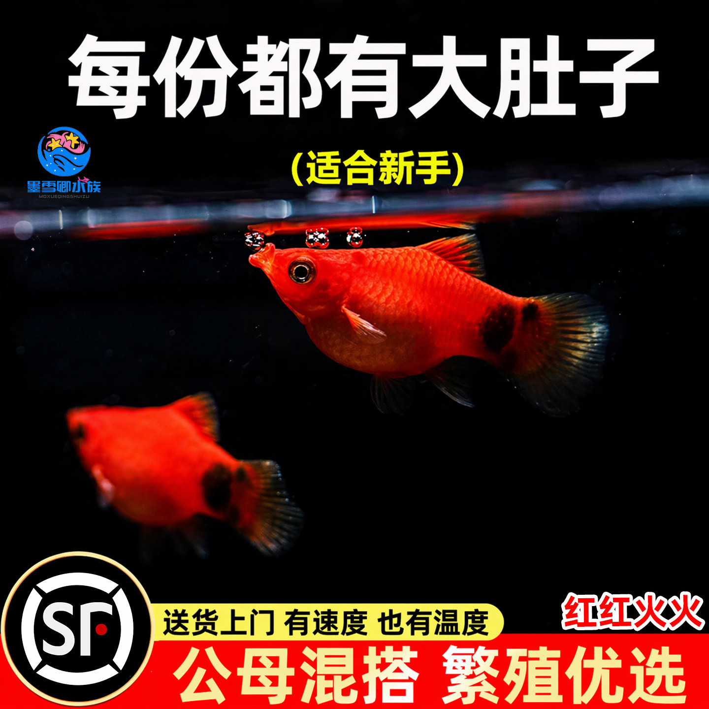 米奇胎生鱼直接生小鱼新手红色小鱼皮球鱼玛丽球孔雀好养生崽狂魔