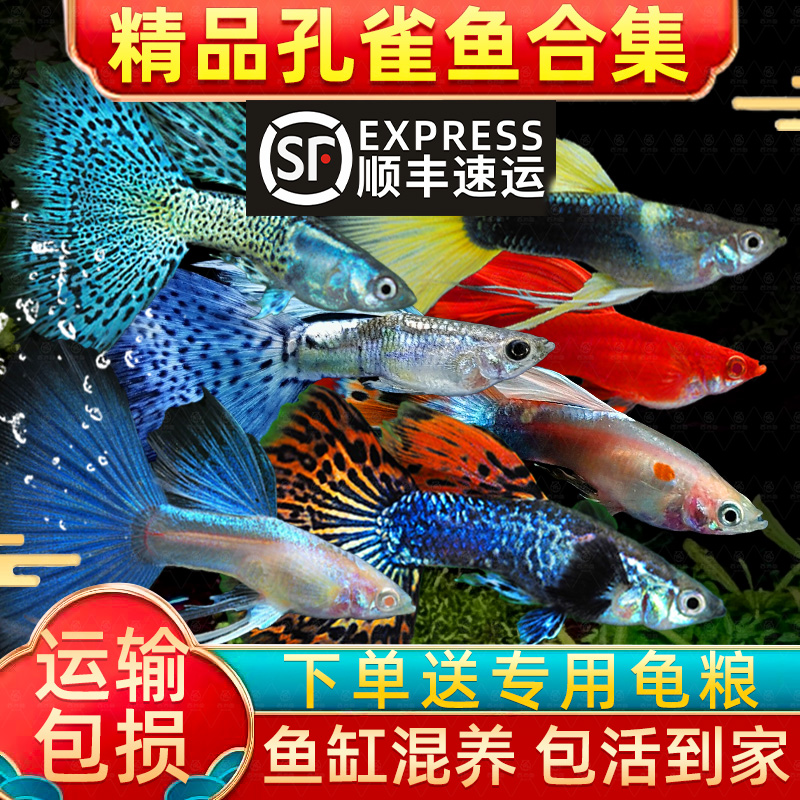 顺丰纯种大尾巴孔雀鱼活鱼怀孕母临产小型热带精品凤尾鱼苗观赏鱼
