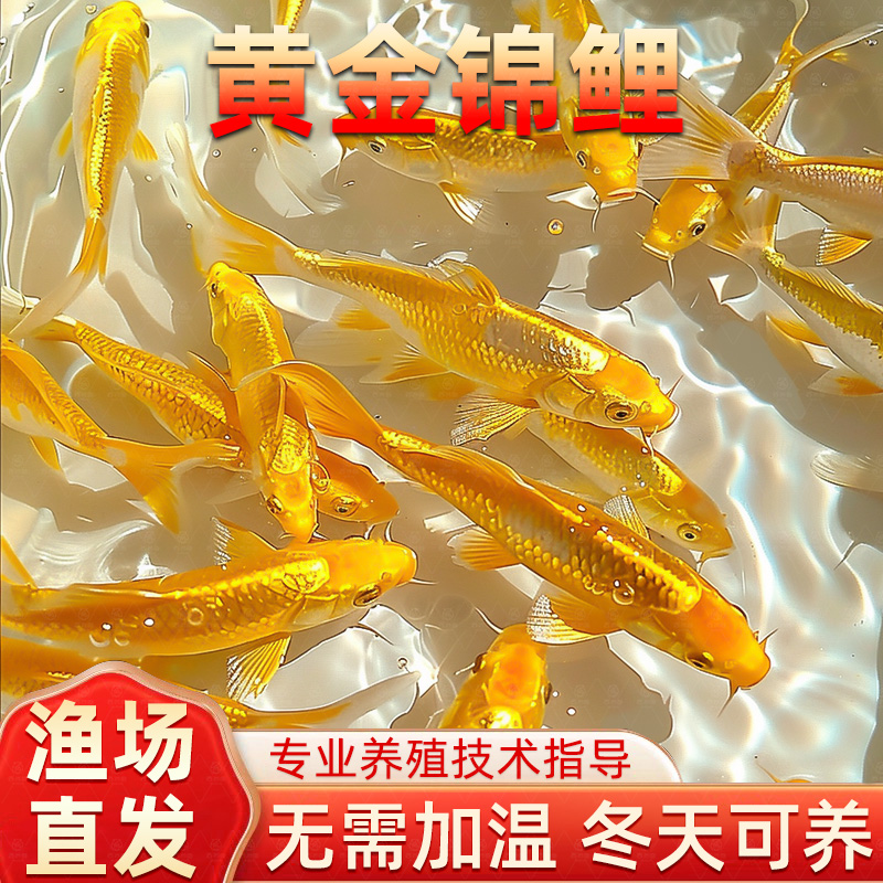 黄金锦鲤活鱼淡水金鱼活鱼好养耐活冷水鱼鱼苗练手小金鱼观赏鱼