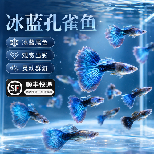 精品冰蓝孔雀鱼好养耐活鱼孕母临产小型热带胎生鱼苗观赏鱼凤尾鱼