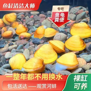 黄金蚬活体冷水淡水清道夫净水除藻工具鱼观赏河蚌小型鱼苗观赏鱼