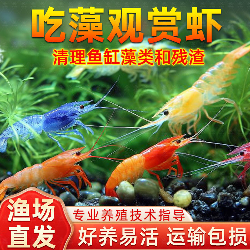 黑壳虾鲜活观赏水晶虾好养耐活淡水冷水大号除藻樱花虾鱼苗观赏鱼,宠物/宠物食品及用品,观赏虾蟹等饲料,淘宝优惠券,粉丝福利购,淘宝优惠卷