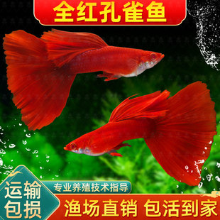 美国全红孔雀鱼纯种大尾巴小型热带鱼凤尾精品孕母临产鱼苗观赏鱼