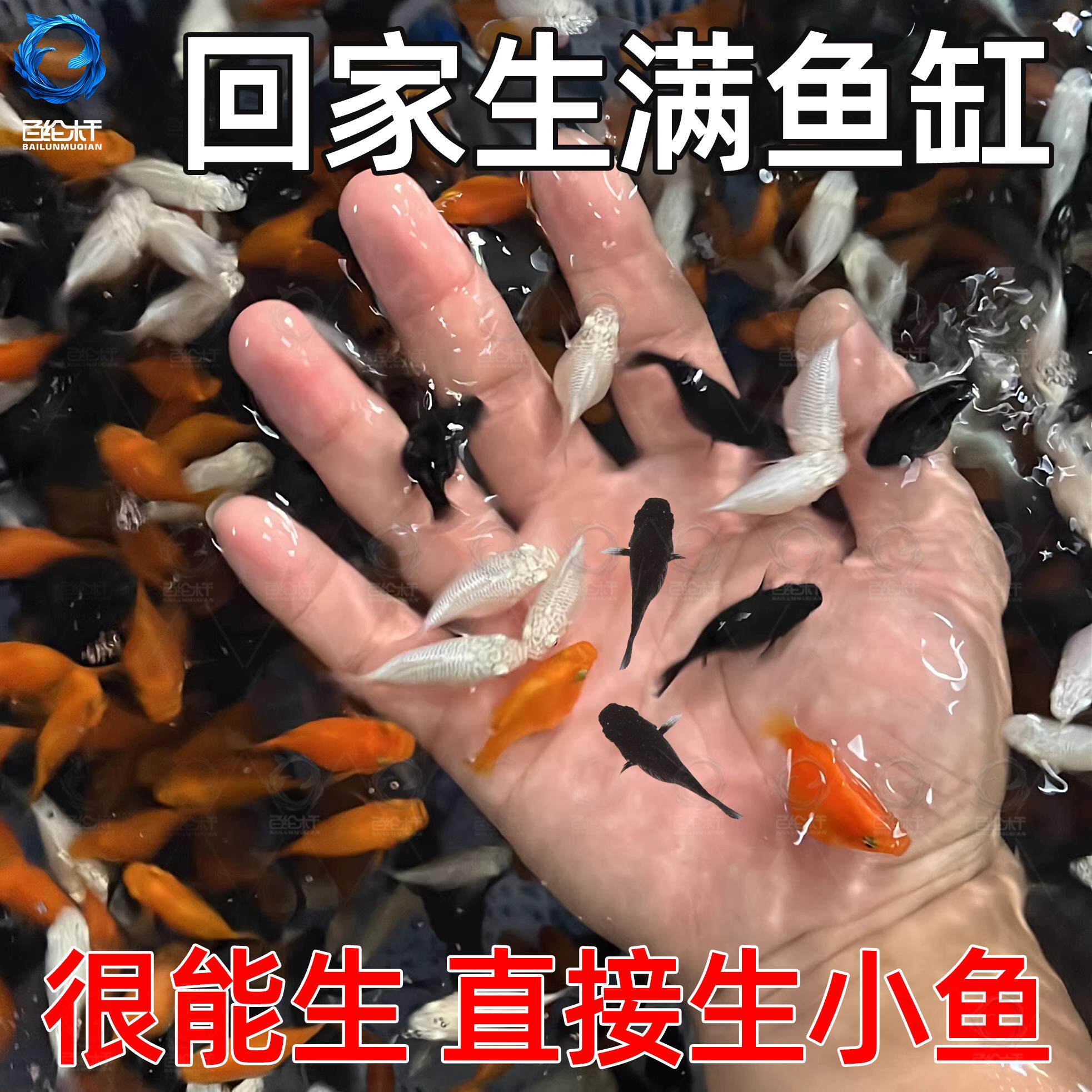 玛丽球鱼 玛丽鱼 胎生鱼 直接下小鱼 新手鱼 好养活 米奇孔雀包邮