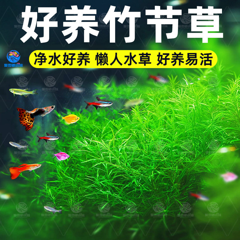 印度竹节草好养耐活水草植物孔雀鱼虾躲避中后景淡水增氧净化水质