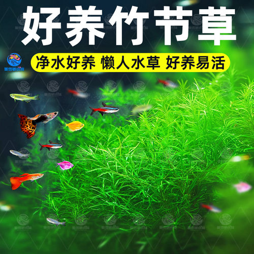 印度竹节草好养耐活水草植物孔雀鱼虾躲避中后景淡水增氧净化水质