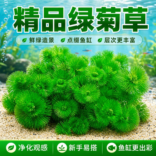 绿菊真水草新手好养中后景坨草鱼缸造景装饰淡水阴性净水增氧植物