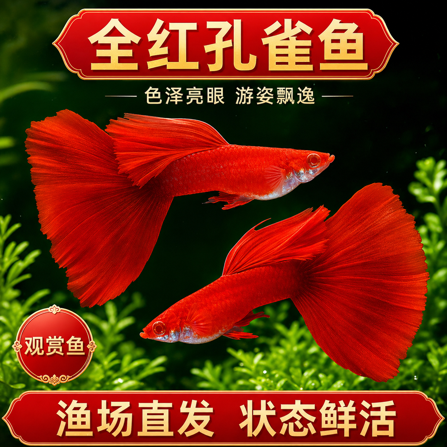美国全红孔雀鱼纯种大尾巴小型热带鱼凤尾精品孕母临产鱼苗观赏鱼