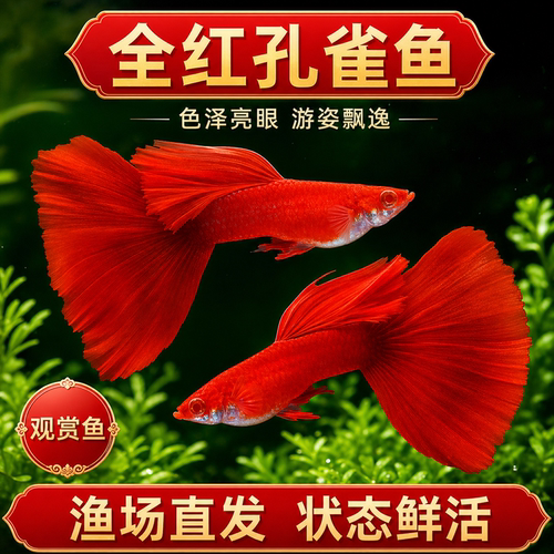 美国全红孔雀鱼纯种大尾巴小型热带鱼凤尾精品孕母临产鱼苗观赏鱼