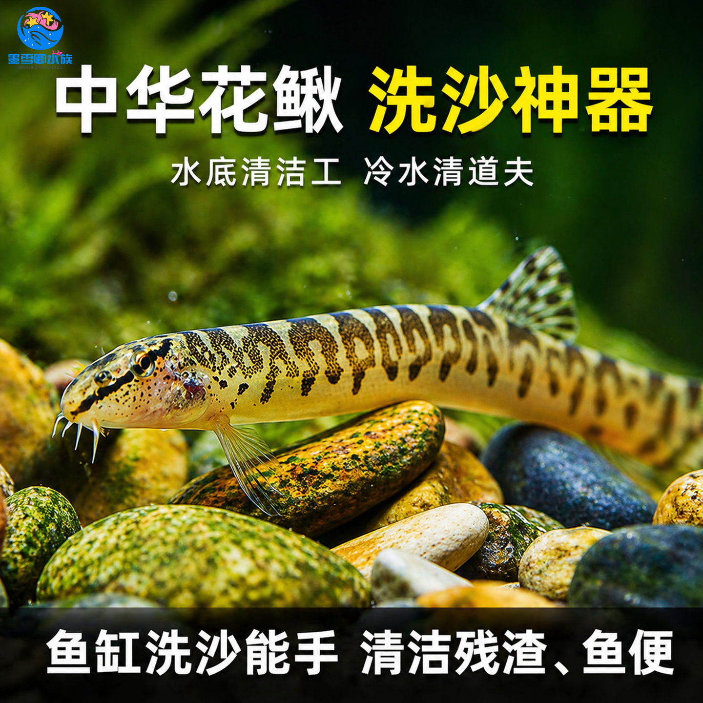 观赏鱼原生鱼中华花鳅除藻清洁工具鱼淡水泥鳅沙鳅翻砂冷水清道夫