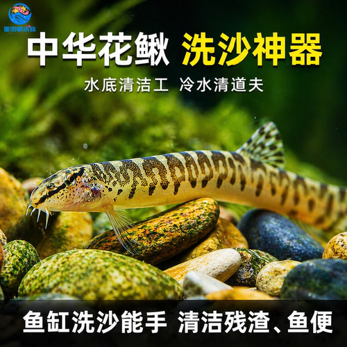 观赏鱼原生鱼中华花鳅除藻清洁工具鱼淡水泥鳅沙鳅翻砂冷水清道夫