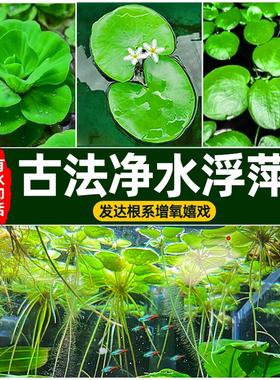 浮萍水草古法鱼缸净水植物龟缸躲避遮阳水培水芙蓉红毛丹漂浮造景