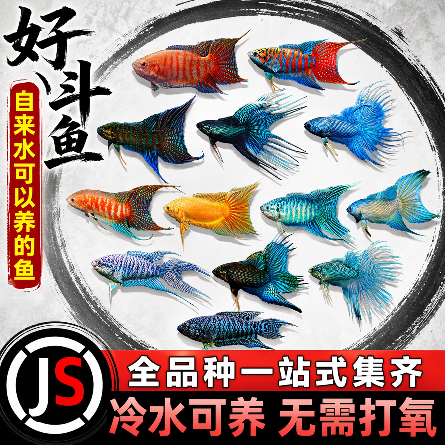 中国斗鱼鱼缸小型观赏鱼无纹蓝黄金斗鱼好养白兔国斗可群养冷水鱼