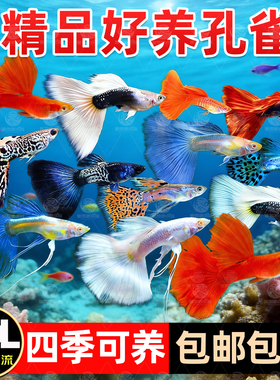 孔雀鱼观赏鱼活体金鱼热带小型淡水马凤尾鱼好养耐活易繁殖斑鱼苗
