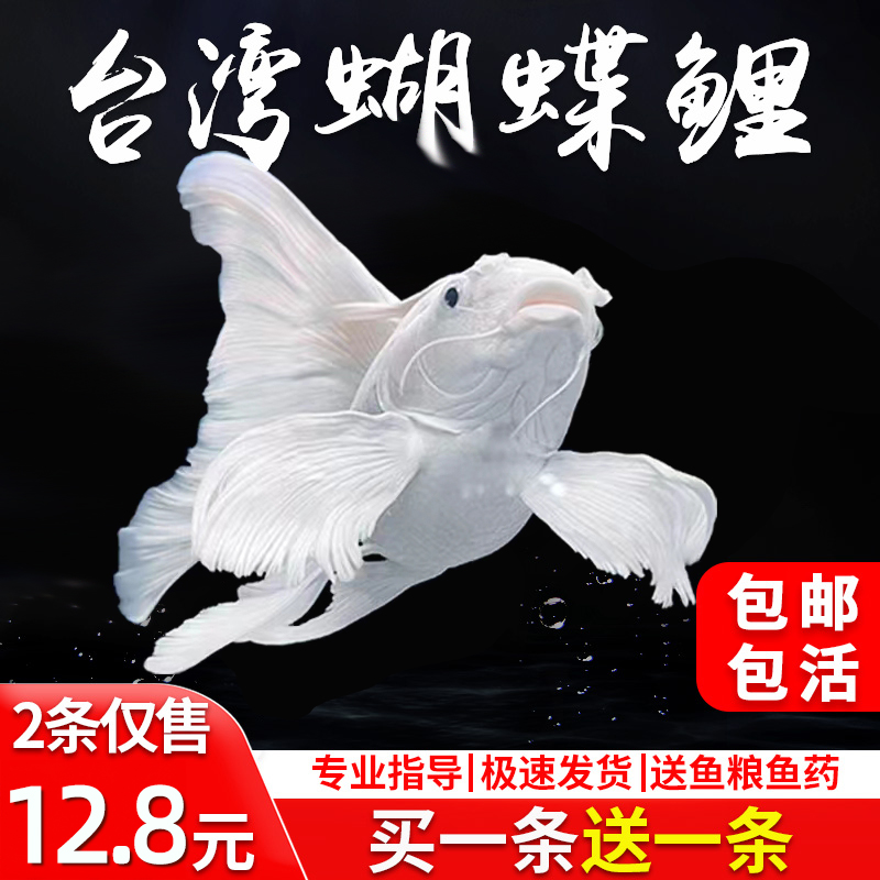 蝴蝶鲤观赏鱼冷水活淡好养耐短身