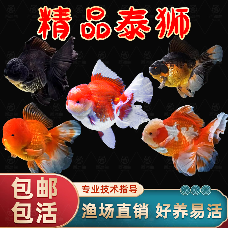 泰狮金鱼兰寿活百褶招财好养淡水