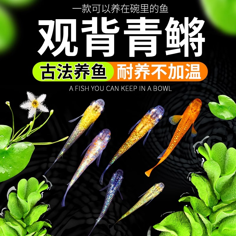 观背青鳉观赏鱼魔法鱼冷水鱼小型锦鲤金鱼淡水鱼不打氧好养活体鱼