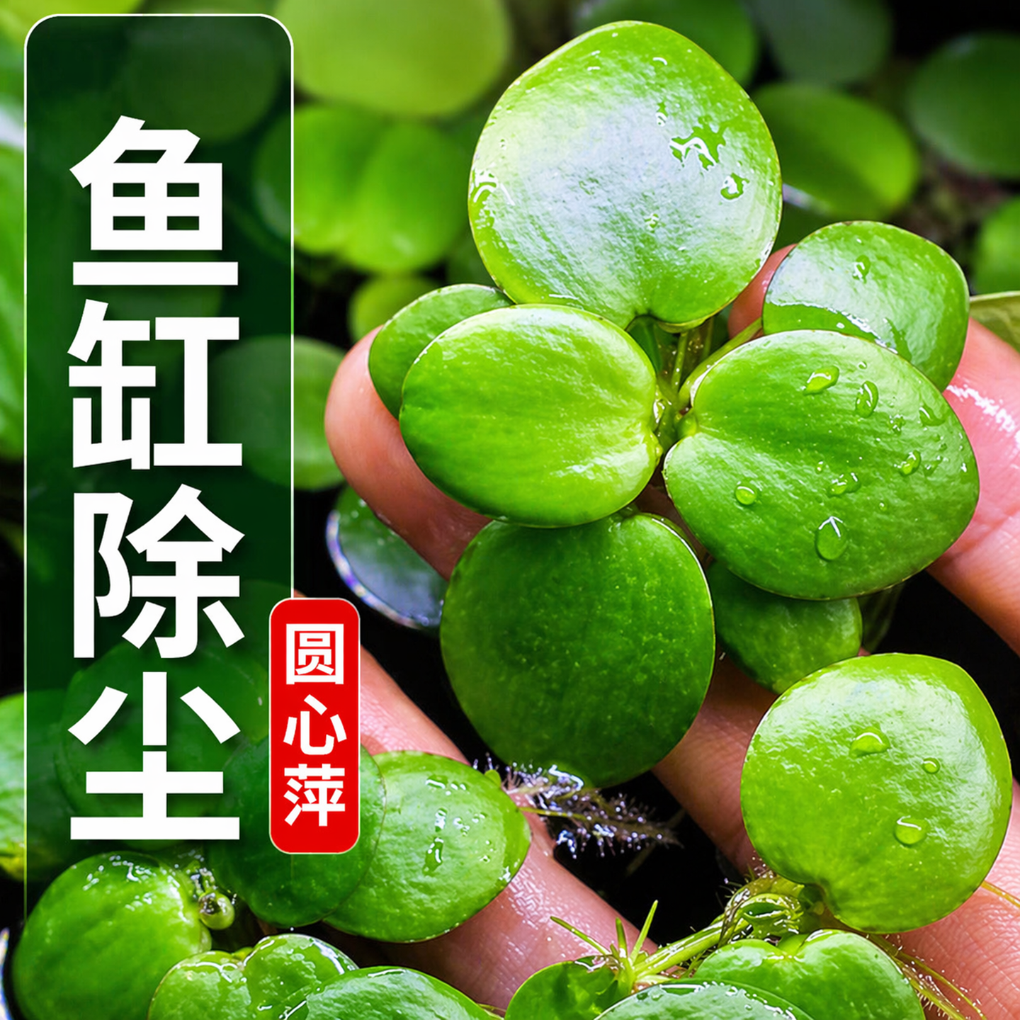 圆心萍浮萍水草水培植物净化水质鱼虾水草龟缸漂浮水草专用造景草