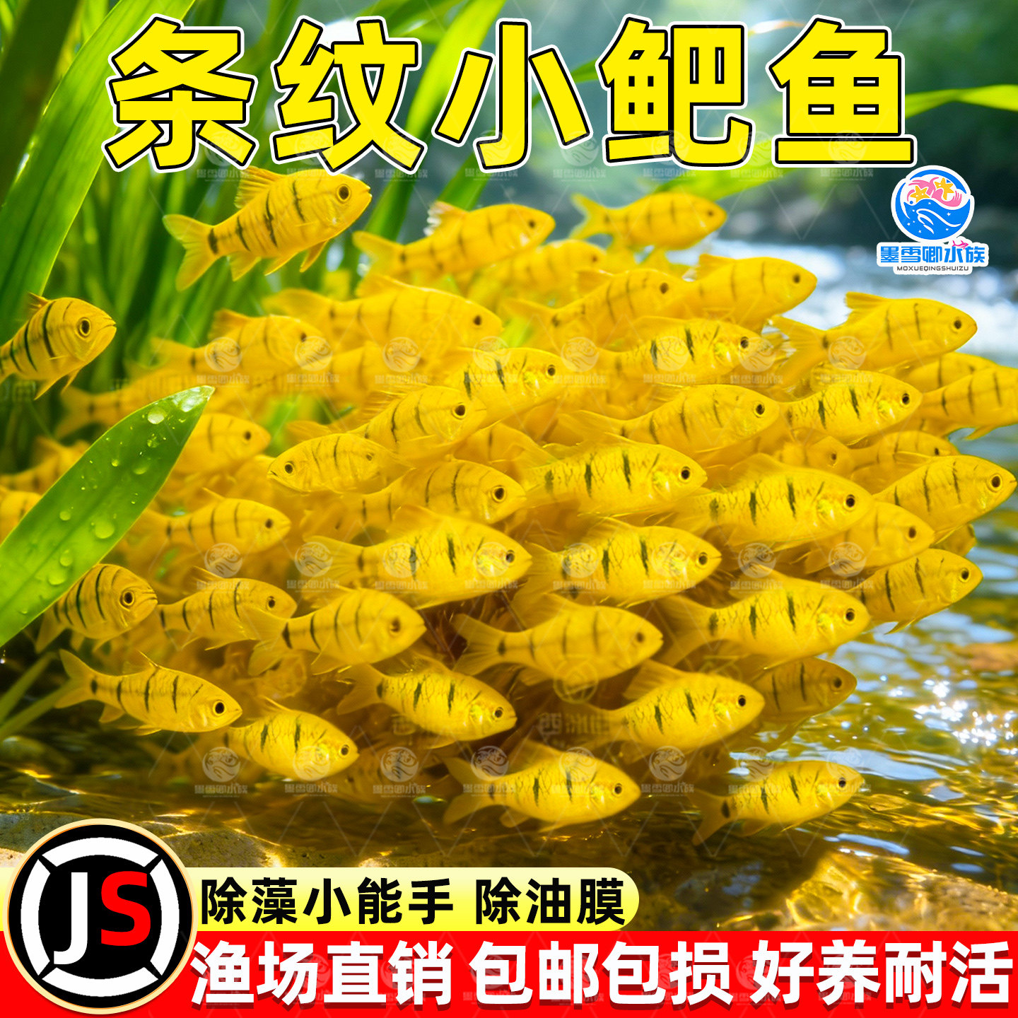 中国斗鱼伴侣条纹小鲃活体吃青苔耐寒冷水原生鱼溪流鱼群游观赏鱼