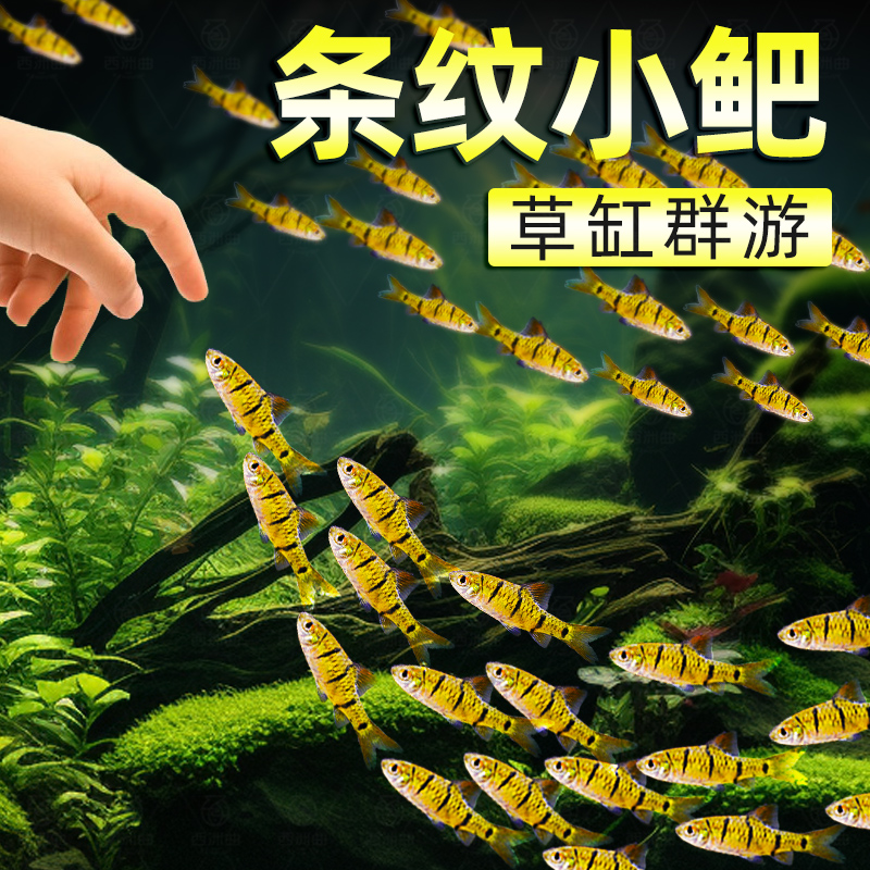 小鲃鱼中国斗鱼伴侣条纹小鲃原生鱼冷水淡水小鱼苗耐寒群游观赏鱼