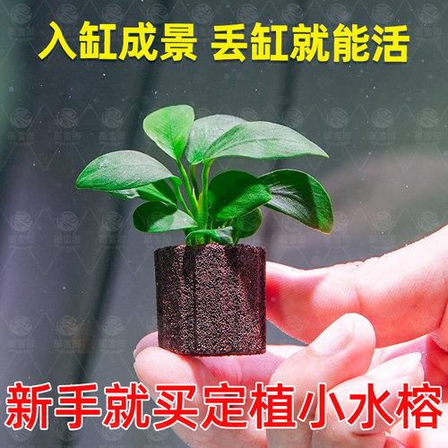迷你海螺小水榕鱼缸水草小鱼缸新手造景装饰淡水真水草净化植物