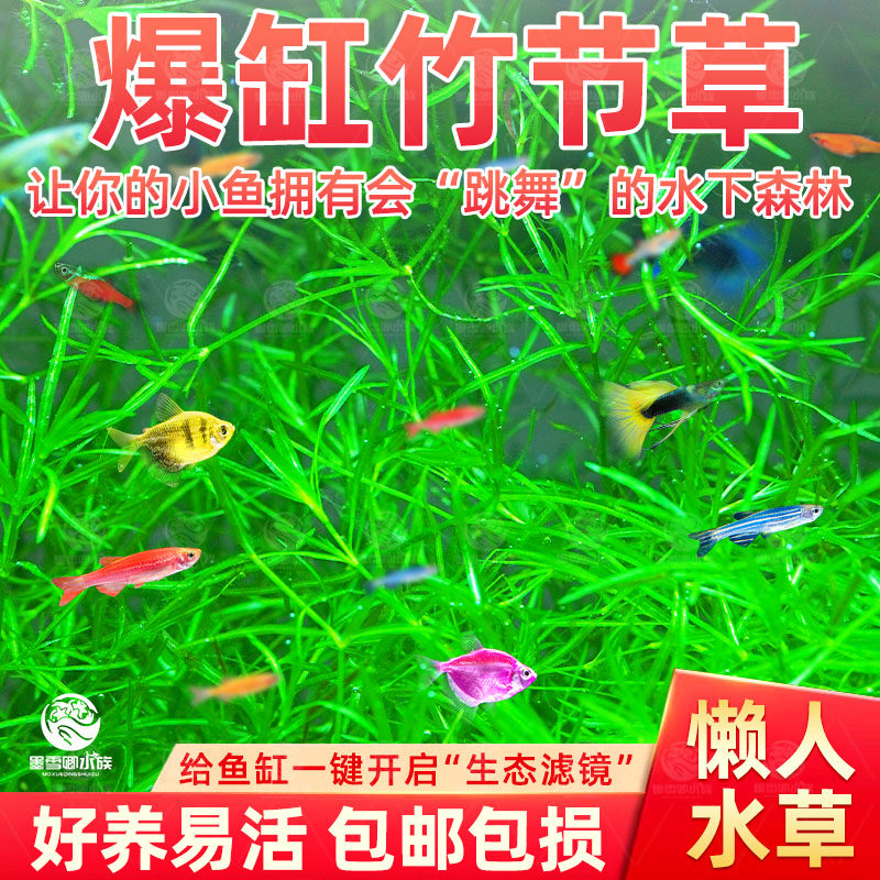 印度小竹节竹节草水草植物鱼缸水族箱造景绿菊蜈蚣草水榕活体真草,宠物/宠物食品及用品,鱼,淘宝优惠券,粉丝福利购,淘宝优惠卷