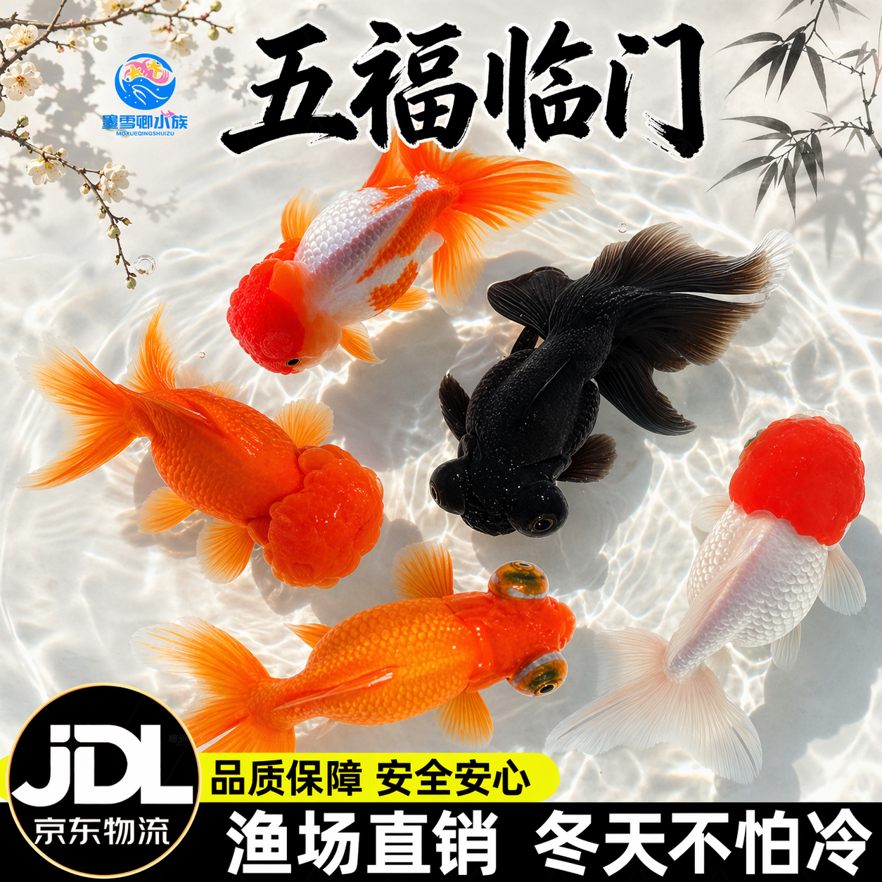 观赏鱼鸿运当头鹤顶红金鱼活体鱼苗冷水小鱼淡水好养国狮金鱼活鱼