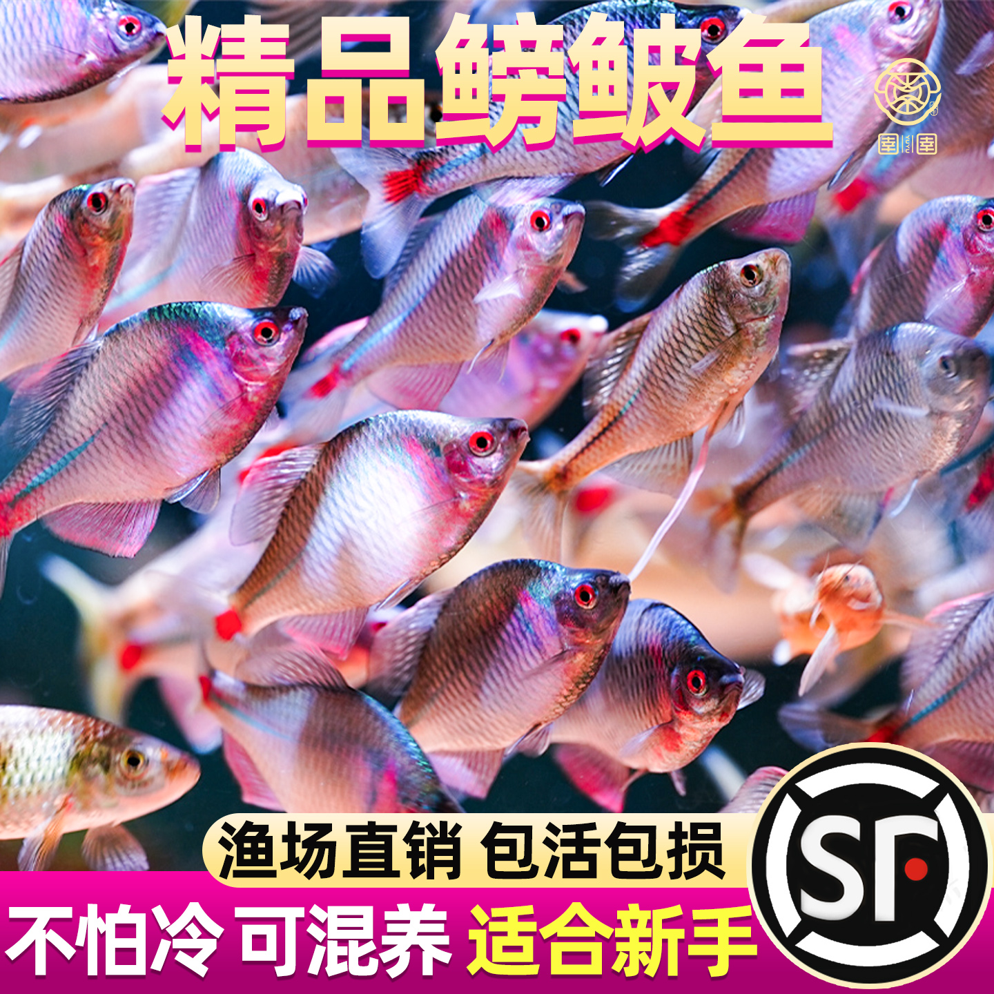 好养淡水观赏鳑鲏鱼七彩旁皮除藻冷水鱼活体小型鱼苗原生群游小鱼