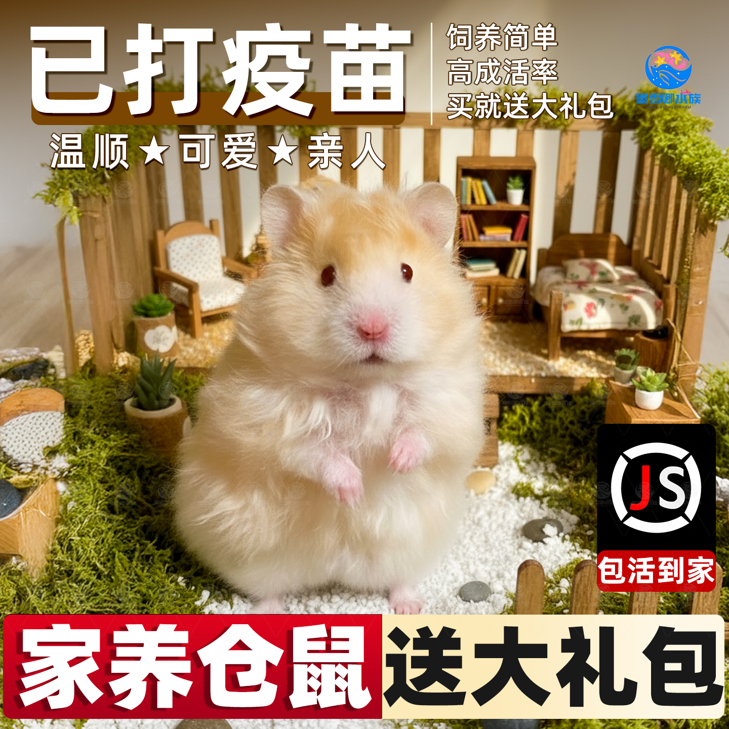 家养金丝熊小仓鼠活物可爱布丁三线银狐活宠鼠类宠物已打疫苗活体