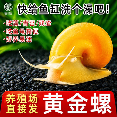 黄金螺鱼缸清洁除藻工具螺净化水质吃鱼粪喂乌龟狗头鱼饲料观赏螺