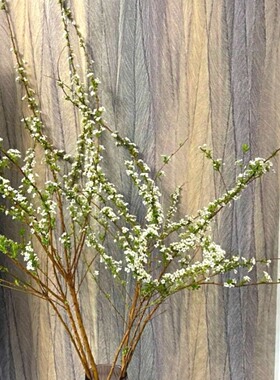 云南鲜枝雪柳长花期带芽雪柳鲜花水培插水泡水开花枝条