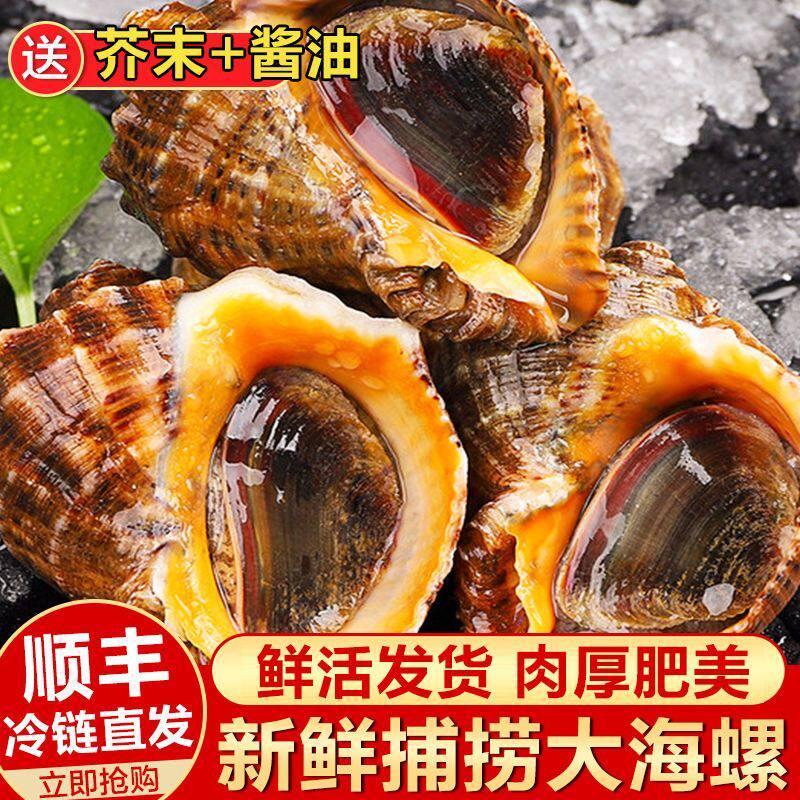 鲜活海螺超大野生贝类水