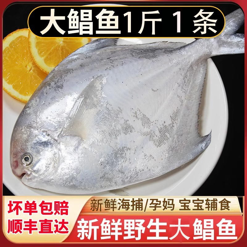 1斤1条东海大鲳鱼 海鲜现捕活冻每条约500克真空精包装包邮