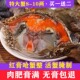 红膏呛蟹飞机宁波特产生腌舟山梭子蟹糊咸蟹醉蟹螃蟹炝蟹即食整只
