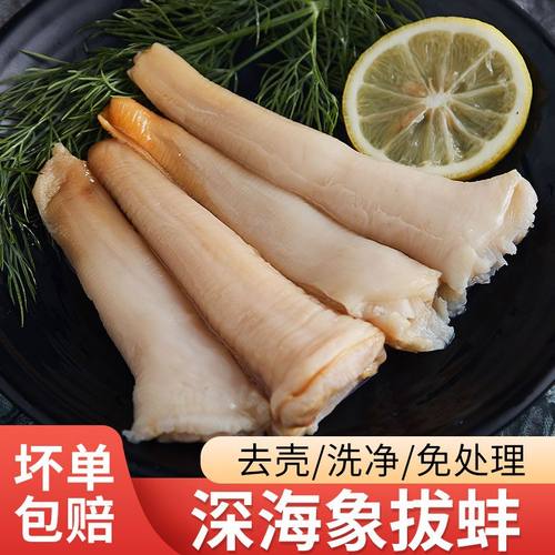 3斤毛重象拔蚌鲜活海鲜野生象牙蚌新鲜日料寿司食材多规格批发