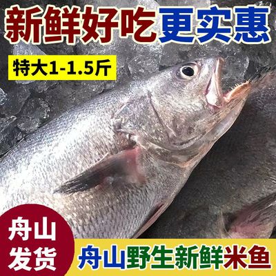 舟山米鱼一整箱大鮸鱼深海鲜活新鲜鱼冷冻正宗海鲜东海大鳌鱼顺丰
