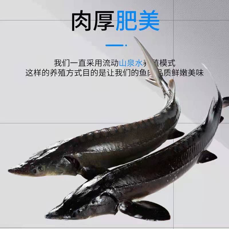 顺丰现杀活体鲟鱼整条软骨无刺鲟鳇鱼肉质鲜嫩淡冷水新鲜冷冻包邮