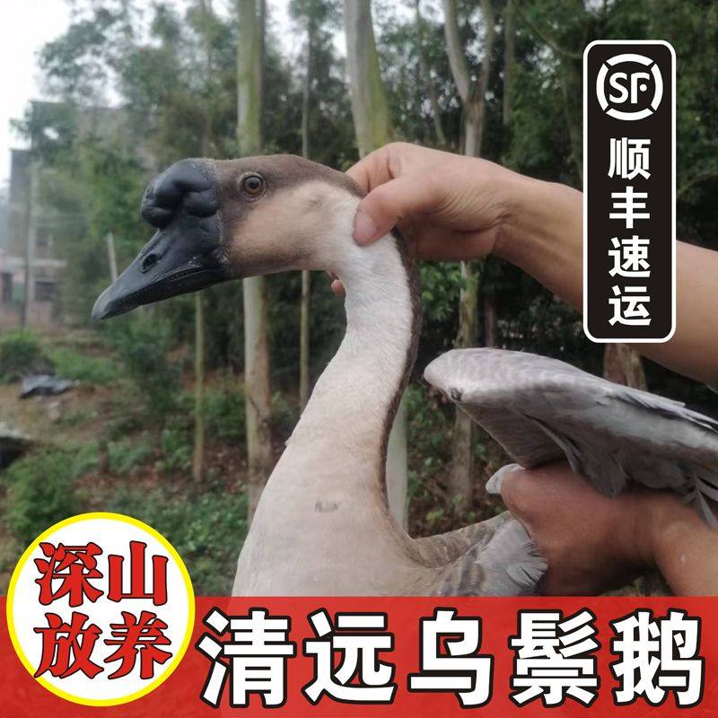 【正棕广东乌鬃鹅】深山放养大鹅整只鹅肉新鲜现杀现发,水产肉类/新鲜蔬果/熟食,鹅肉/鹅肉制品,淘宝优惠券,粉丝福利购,淘宝优惠卷