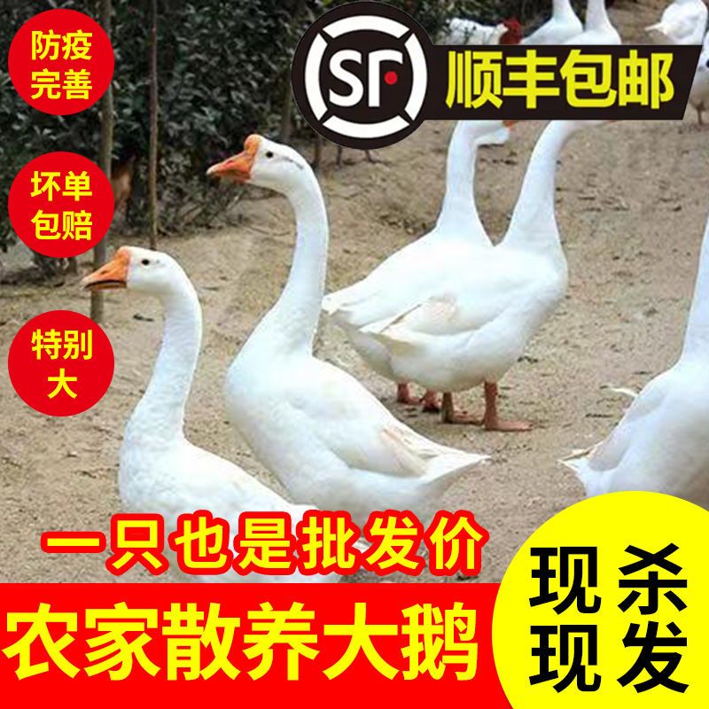 【顺丰包邮】农家现杀雁