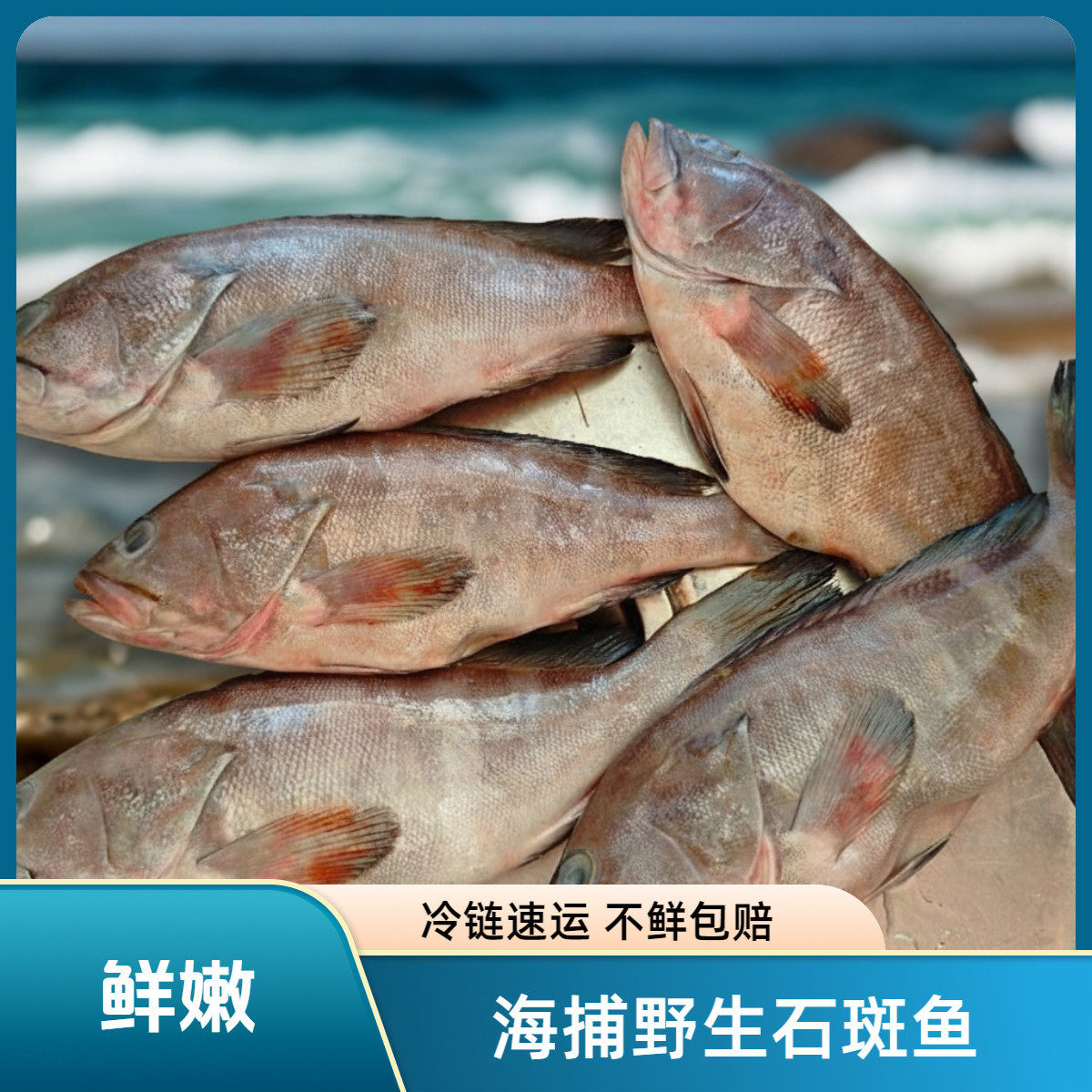 【顺丰】新鲜石斑鱼去内脏新鲜石斑鱼野生老虎斑红口斑鱼深海鱼