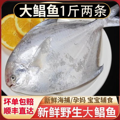半斤1条野生白鲳鱼新鲜海鲜银鲳鱼平鱼鲜活冷冻水产深海鱼大鲳鱼