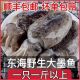 大墨鱼新鲜冷冻墨斗鱼东海冰鲜墨鱼乌贼墨鱼海鲜目鱼超大墨鱼