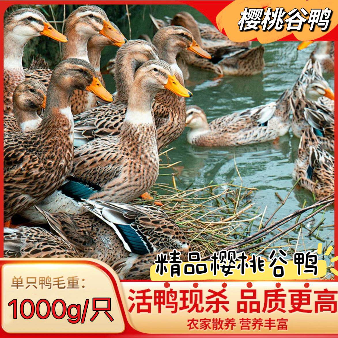 正宗樱桃谷鸭现杀鸭肉新