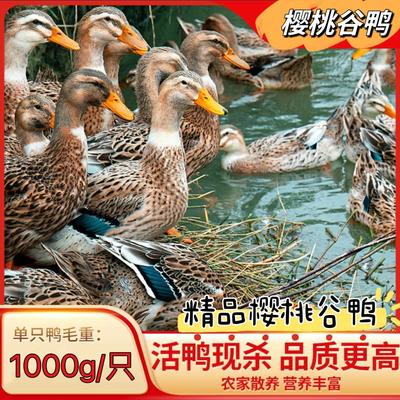 正宗樱桃谷鸭现杀鸭肉新