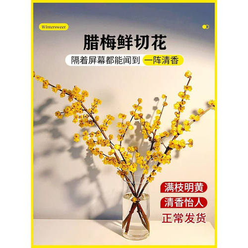 腊梅鲜切花满枝明黄清香
