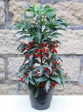 富贵籽盆栽黄金万两带果红果树苗盆栽庭院阳台四季开花室内好养