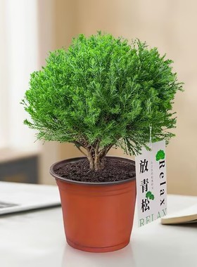 雾松盆栽小清新室内客厅放青松绿植办公室盆栽放轻松植物懒人好养