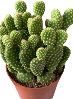 金毛掌盆栽多肉植物白毛掌红毛掌仙人球办公室内绿植花卉好养易活
