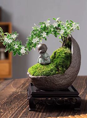 六月雪盆景悬崖茶桌伴侣禅意摆件室内办公室茶几绿植盆栽创意礼物