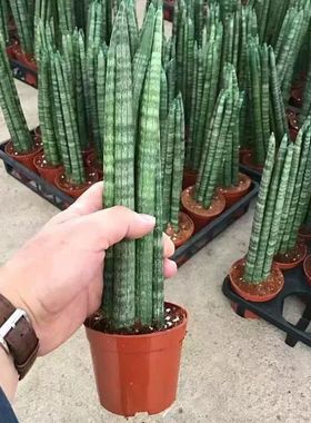 棒叶佛前香虎皮兰 办公室吸甲醛净化空气绿植小盆栽 稀有多肉植物